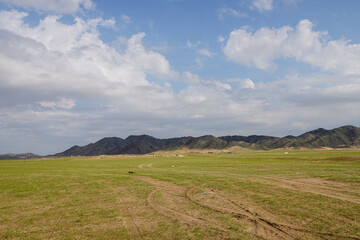 Obraz premium saudi arabian goat farming in winter