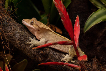 Crested gecko close up terrarium 