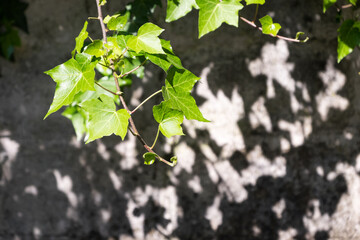 Detail of the green leaves of a vine illuminated by the sun, and its shadow on the wall behind