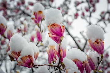 Fototapeten a rare flower of magnolia sulanja, under the spring snow,spoiled © khanfus