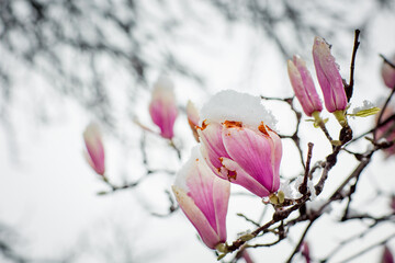 a rare flower of magnolia sulanja, under the spring snow,spoiled