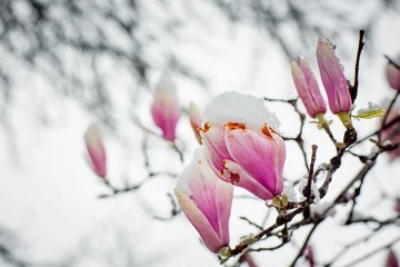 Fototapeten a rare flower of magnolia sulanja, under the spring snow,spoiled © khanfus