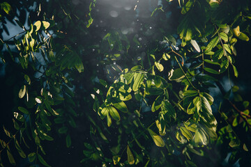 Fototapeta na wymiar green leaves of acacia tree in close-up in warm sunbeams natural background