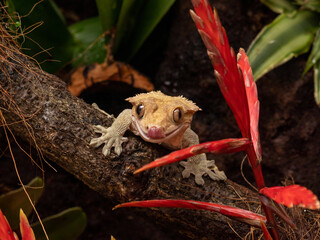 Crested gecko close up terrarium 