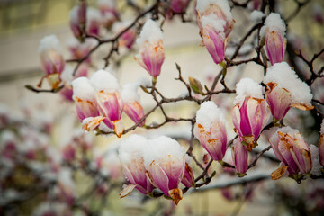 a rare flower of magnolia sulanja, under the spring snow,spoiled