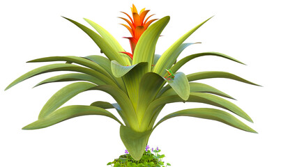 Bromelia Bromeliad Flower Plant Blooming, 3d rendering
