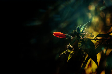  hibiscus flower on a green tree in the warm rays of the sun