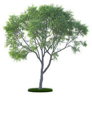 Eucalyptus tree isolated on transparent background, 3d rendering