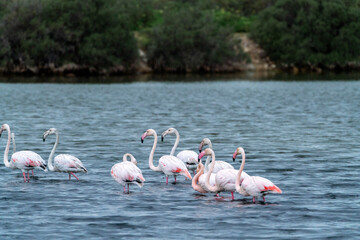 Group of flamingo's swimming algarve Portugal