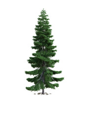 Spruce tree on the transparent background, 3d rendering