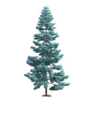 Spruce tree on the transparent background, 3d rendering