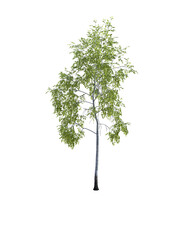 tree isolated on transparent background