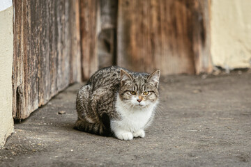 Portrait of a common striped tabby farm cat sitting in front of a wooden door outdoors
