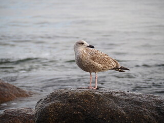 seagull on the beach