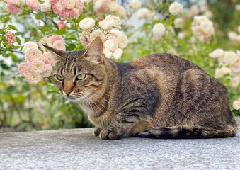 Cat in rose garden.