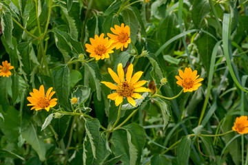 Hairy Sunflower Growing In The Garden In Summer