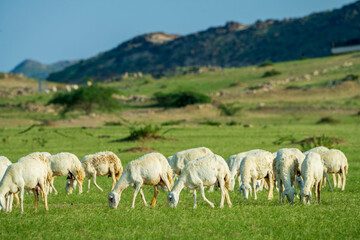 Obraz premium saudi arabian goat farming in winter