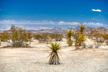 Plants and landscape in Joshua Tree in National Park
