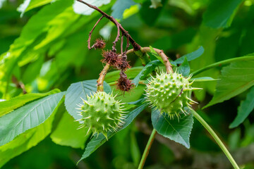 Horse Chestunt Fruit On The Tree In July