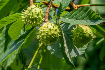 Horse Chestunt Fruit On The Tree In July
