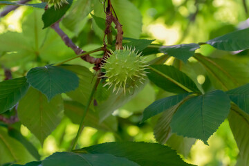 Horse Chestunt Fruit On The Tree In July