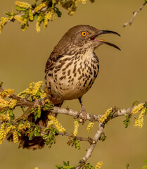 Long Billed Thrasher on tree limb