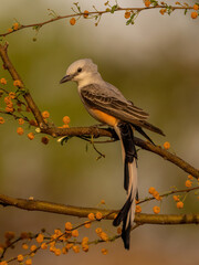 Scissor Tailed Flycatcher on perch