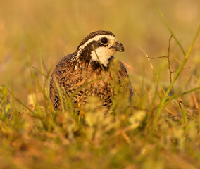 Northern Bobwhite Quail in grass