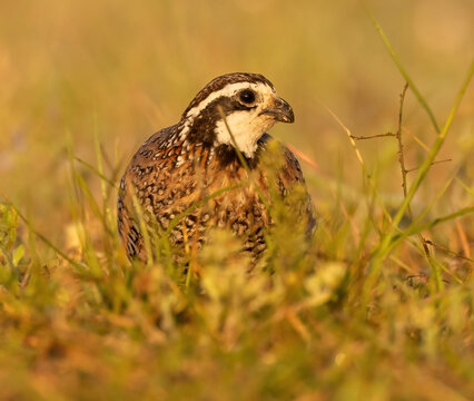 Northern Bobwhite Quail In Grass