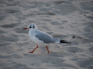 seagull on the beach