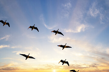 A flock of Geese in flight, they are emigrating as the winter weather changes, heading towards a warmer climate. There is a beautiful and rare sunrise background.