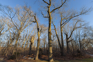 Trees Without Leaves Landscape During Sunset The Trunks Reflect Golden Color