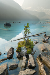 fir tree growing on the edge of a glacial lake