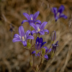 Purple Blooms Of Broadiaea Flowers