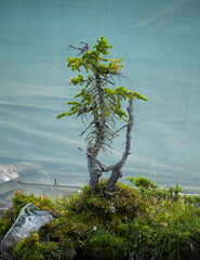 Small fir tree growing next to lake
