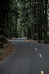 S Curve In Road Through Forest With Muted Colors