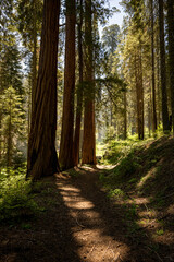 Obraz premium Sequoia Trees Cast Shadows Across Trail In Summer
