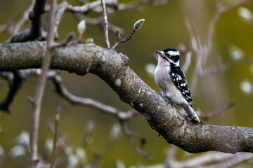spotted woodpecker