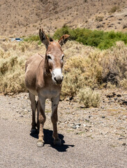 Single Wild Donkey Stands On The Edge Of The Road In Death Valley