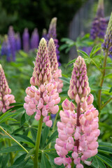 Close-up of a flowering lupine (Lupinus)