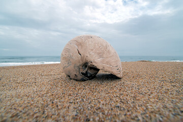 Cymatoceras Ammonite Fossil - Coastline