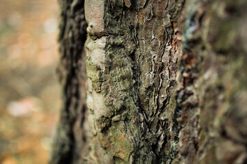Texture of an old bark tree