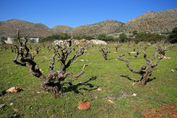 Vineyard in the north of Crete (Greece)