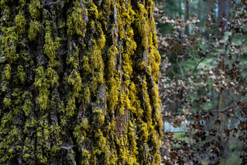 Spider Webs and Moss Cling To Large Tree Trunk