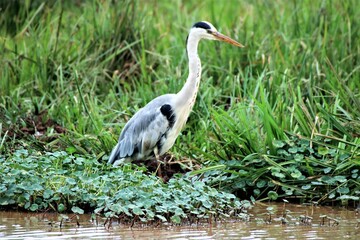 A Great Blue Heron in Amboseli National Park, Kenya, 2021

