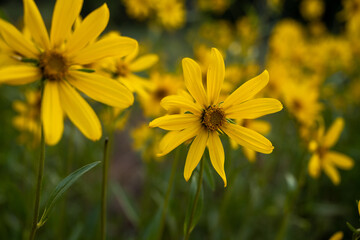 Sunflower Blossoms with selective focus