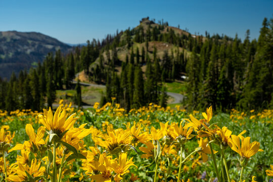 Sunflowers On Volcanic Legacy Scenic Byway