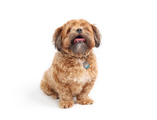Isolated Zuchon dog sitting with mouth open and tongue out. Front view of fluffy brown dog. Overweight or heavy, 3 years old male Shichon, Shih Tzu-Bichon mix or fuzzy wuzzy puppy. Selective focus