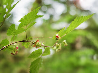 Unripe salmonberry on branch in forest with defocused foliage. Green salmon berry or Rubus spectabilis. Wild berry shrub growing in coastal forest at the west coast of Canada and USA. Selective focus.