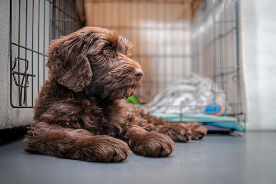Relaxed puppy dog in front of crate or dog kennel. Side profile of cute Labradoodle puppy lying while looking sideways. Crate training puppy dog. 2 months old female Labradoodle. Selective focus.